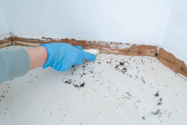 Best Insect Control  in Byram Center, NJ